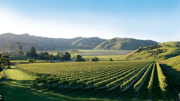 Why Gisborne is Truly a Beguiling Wine Destination